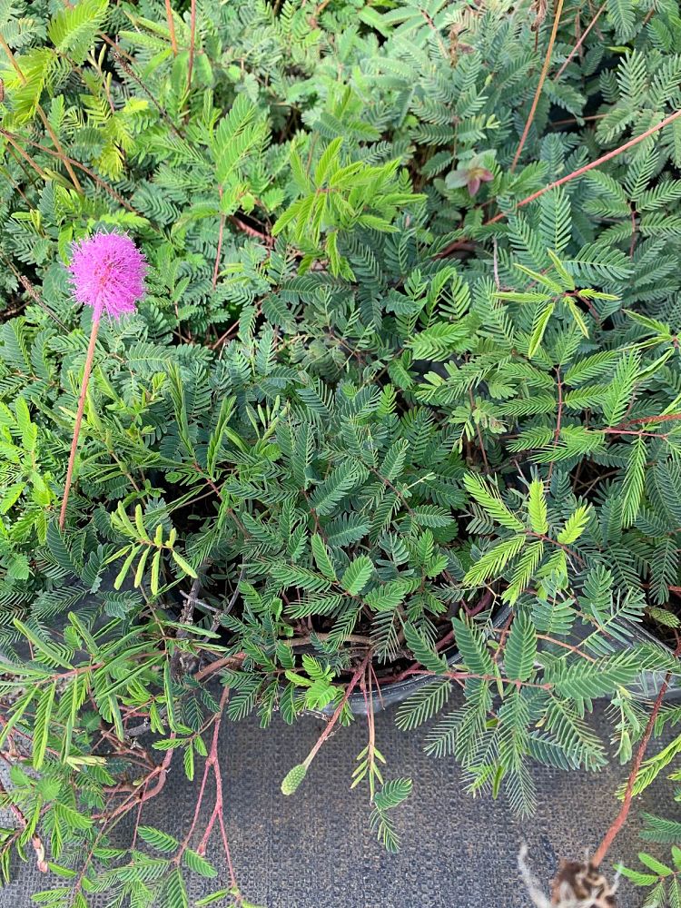 mimosa-strigillosa-sunshine-mimosa
