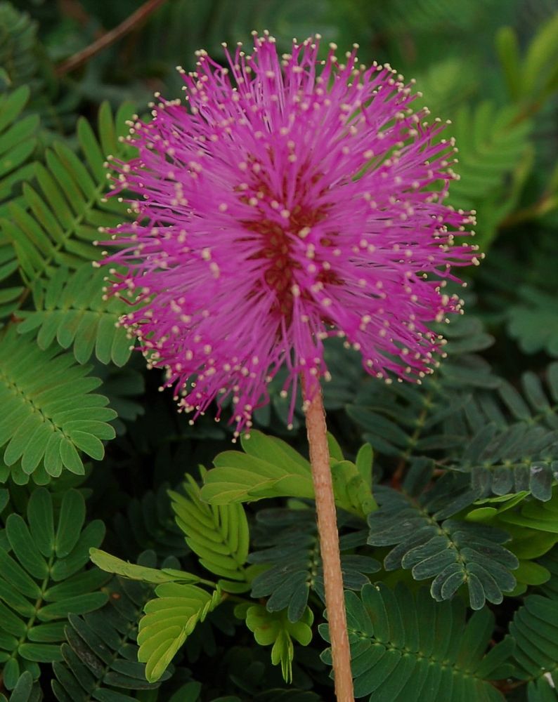 mimosa-strigillosa-sunshine-mimosa