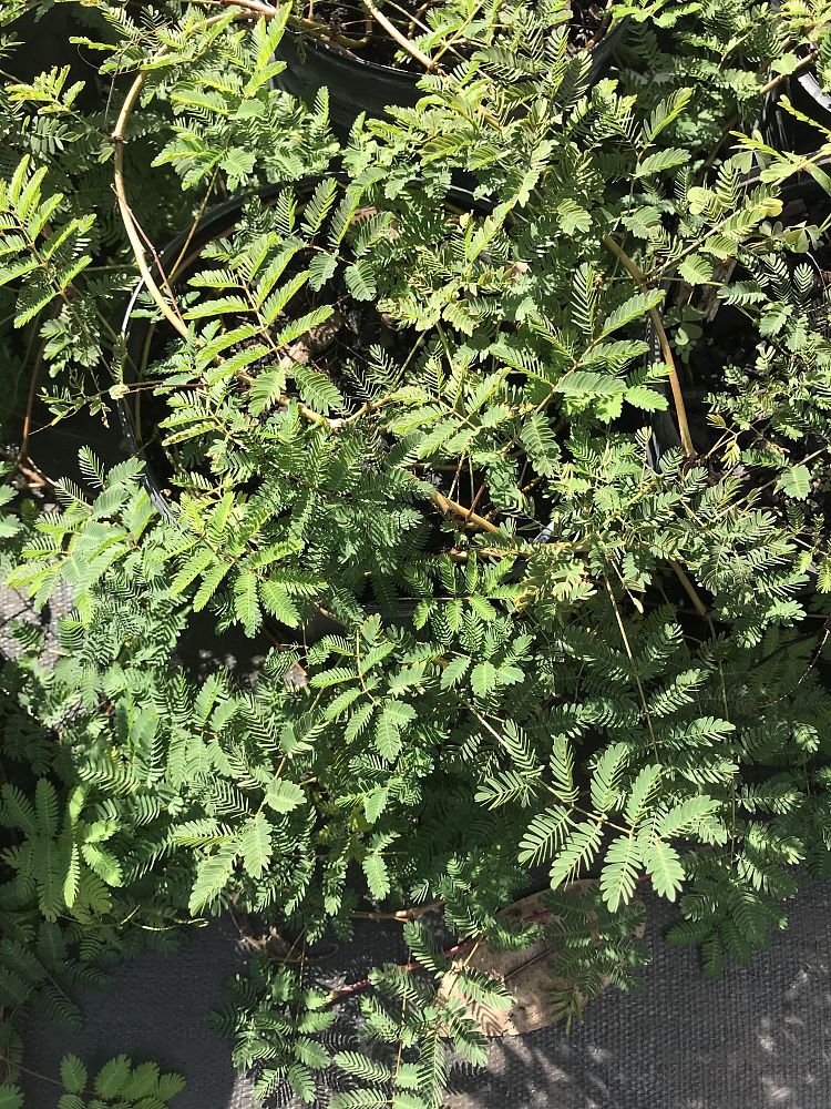 mimosa-strigillosa-sunshine-mimosa