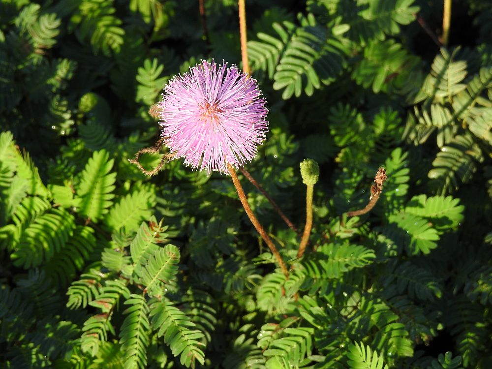 mimosa-strigillosa-sunshine-mimosa