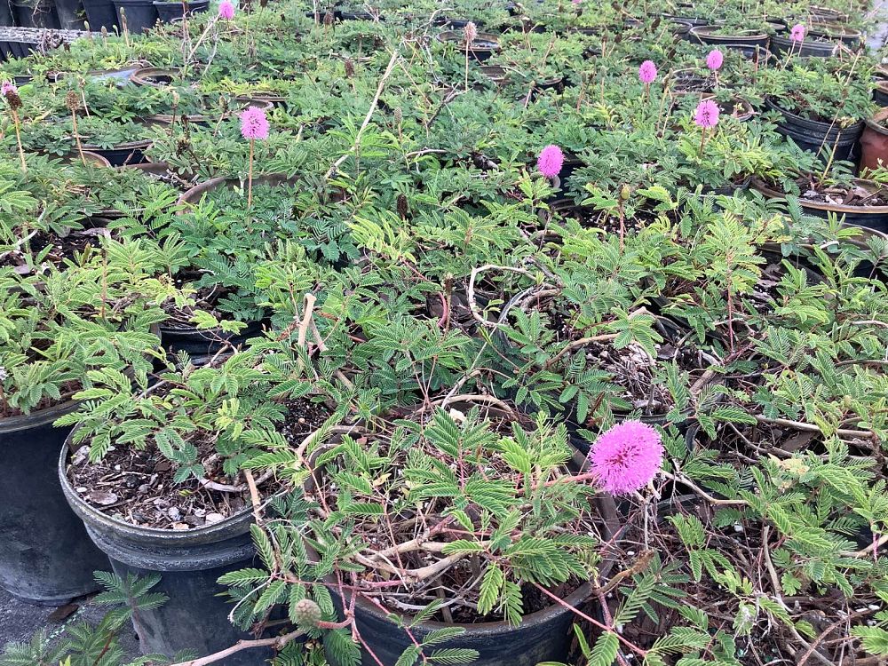 mimosa-strigillosa-sunshine-mimosa