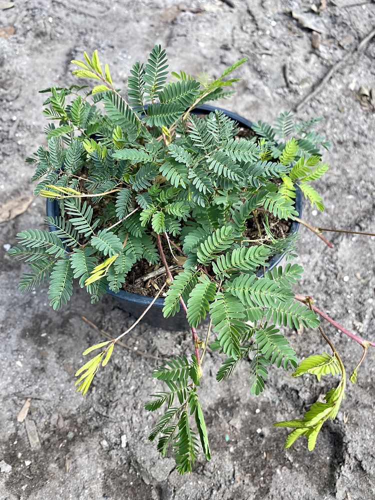 mimosa-strigillosa-sunshine-mimosa