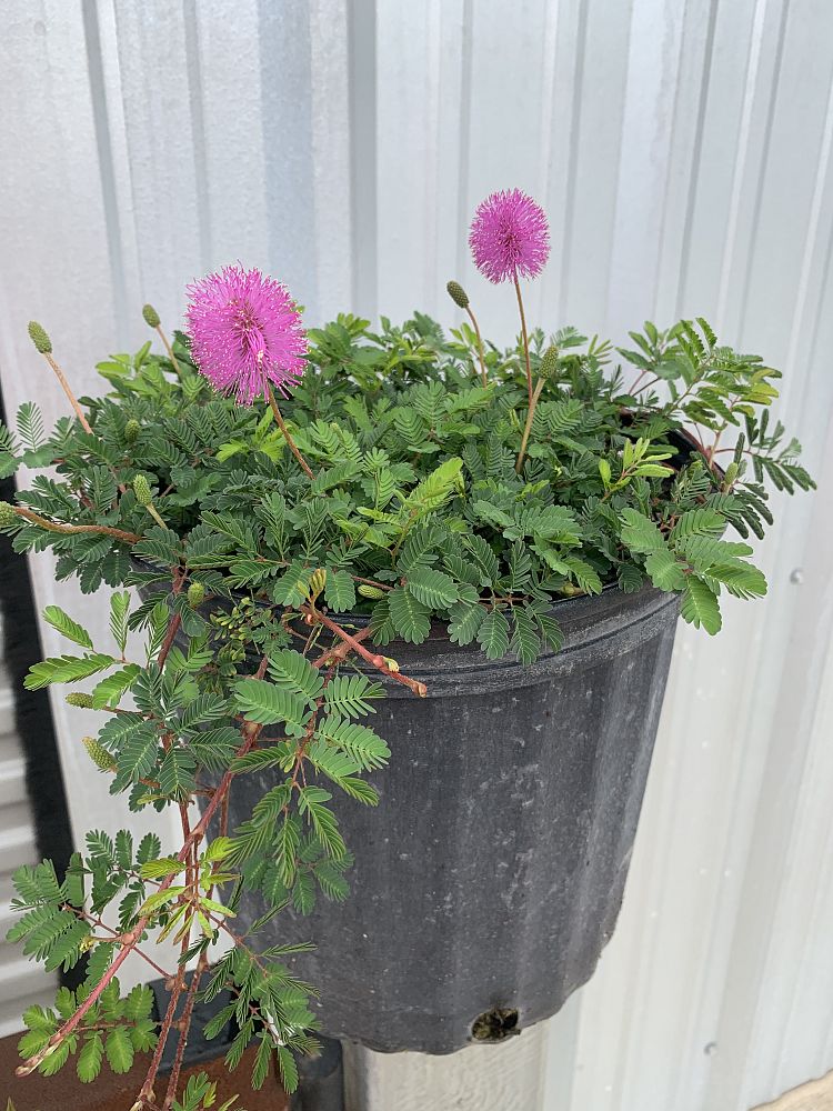 mimosa-strigillosa-sunshine-mimosa