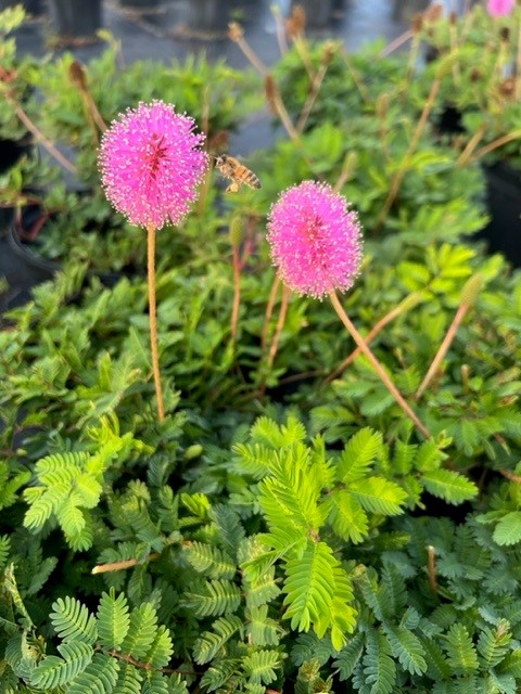 mimosa-strigillosa-sunshine-mimosa