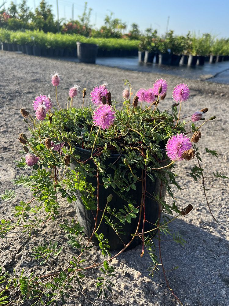 mimosa-strigillosa-sunshine-mimosa