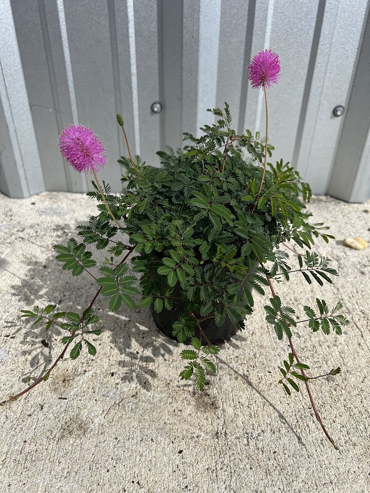 mimosa-strigillosa-sunshine-mimosa
