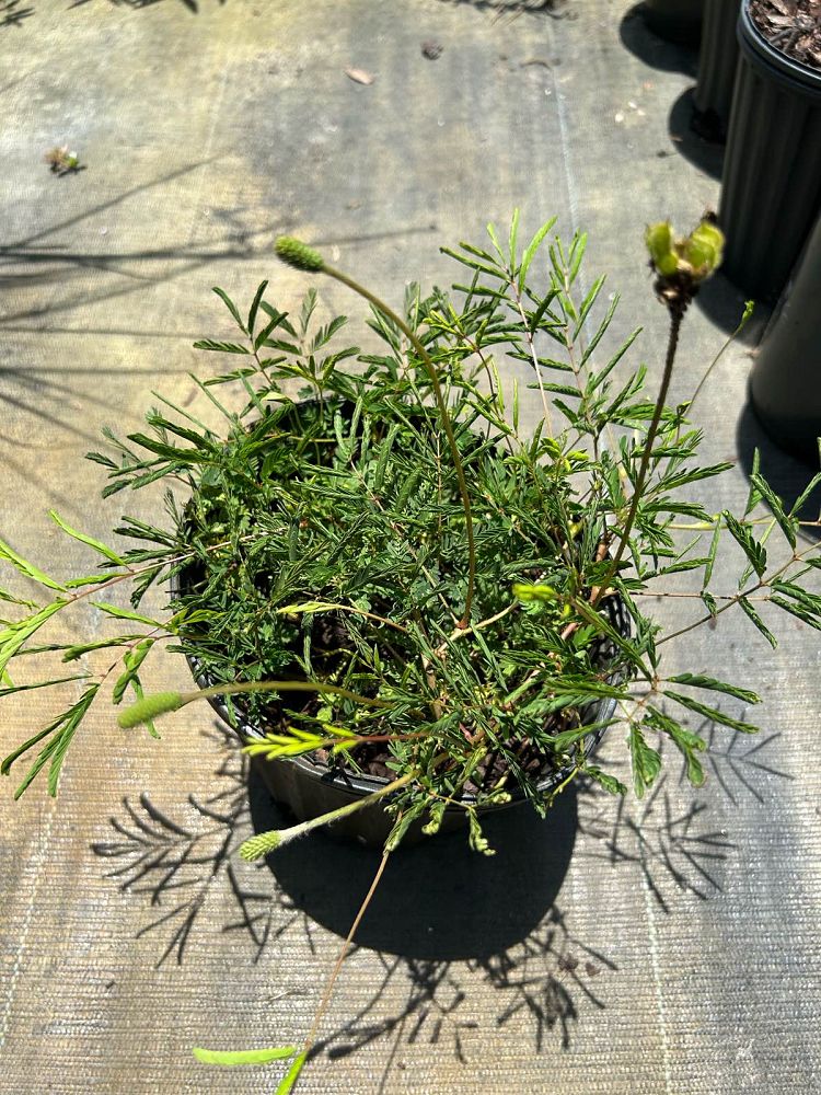 mimosa-strigillosa-sunshine-mimosa