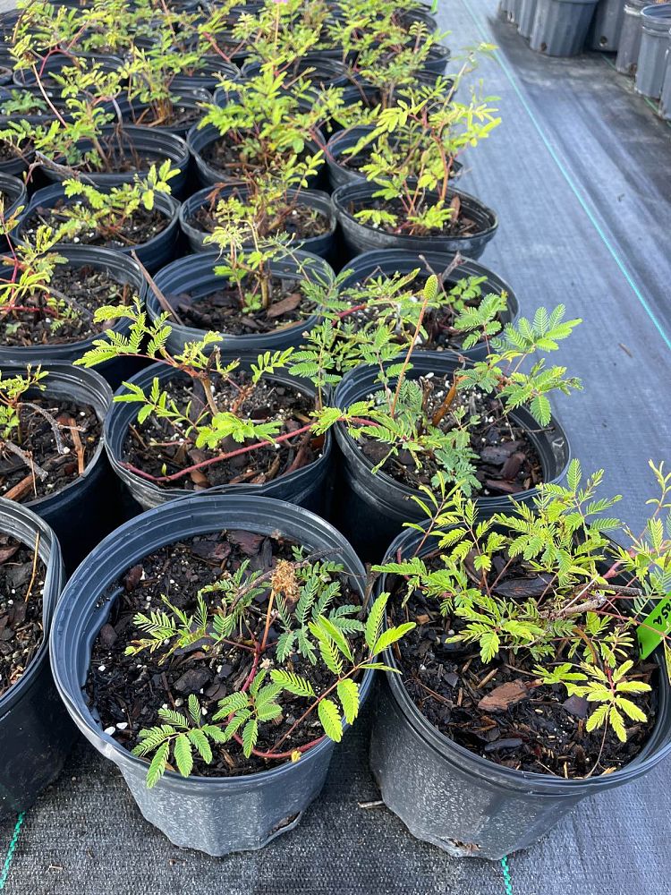 mimosa-strigillosa-sunshine-mimosa