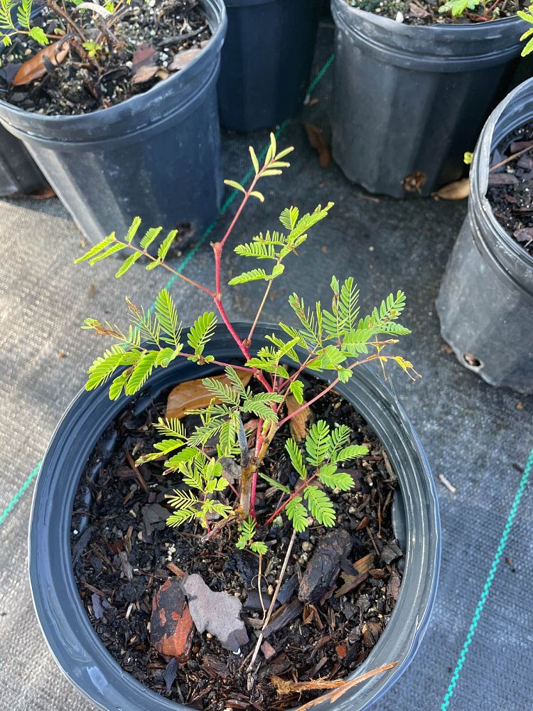 mimosa-strigillosa-sunshine-mimosa