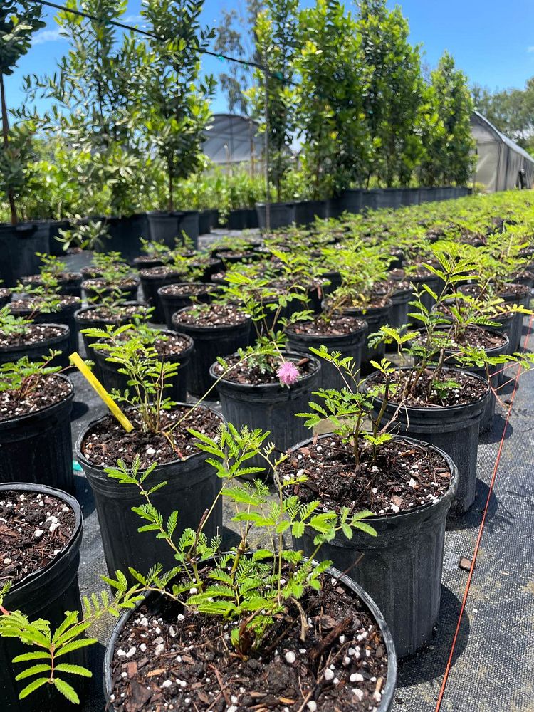 mimosa-strigillosa-sunshine-mimosa