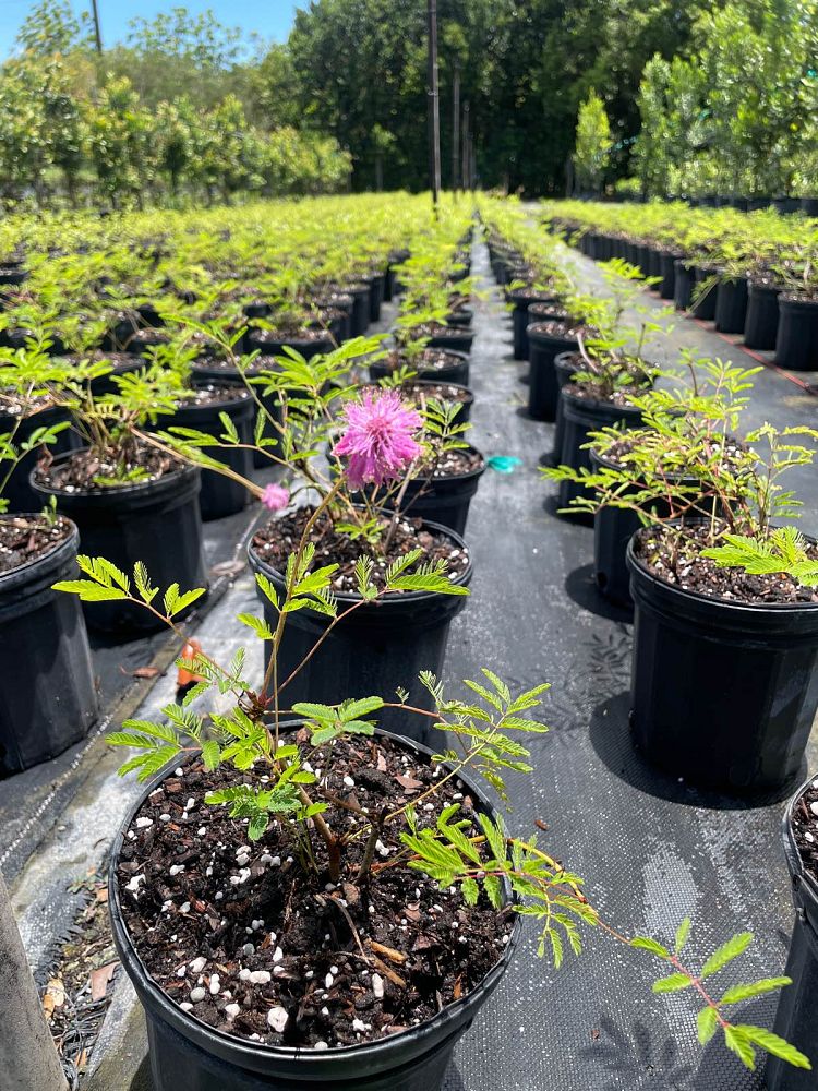mimosa-strigillosa-sunshine-mimosa