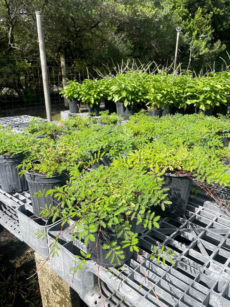 mimosa-strigillosa-sunshine-mimosa