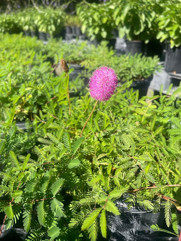 mimosa-strigillosa-sunshine-mimosa
