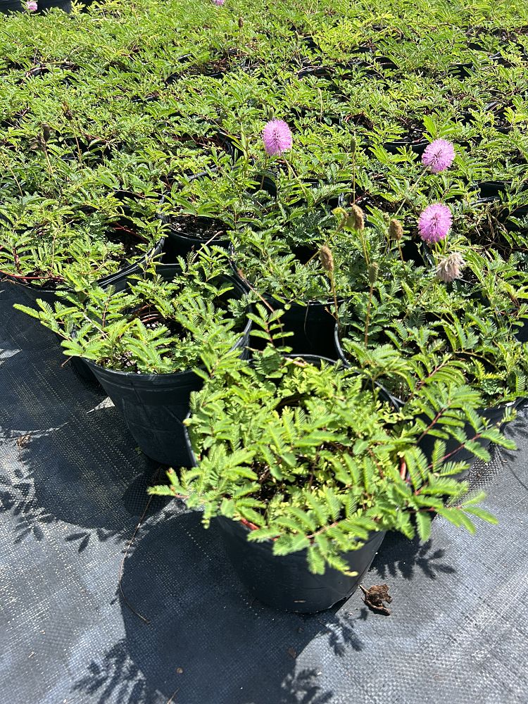 mimosa-strigillosa-sunshine-mimosa