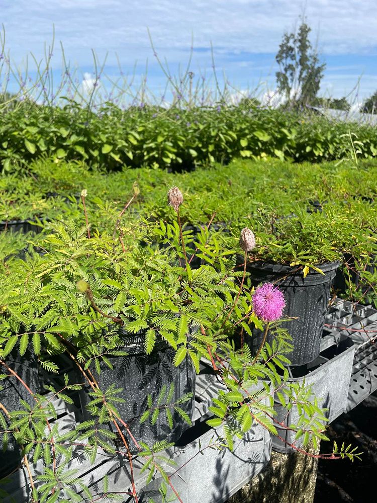 mimosa-strigillosa-sunshine-mimosa