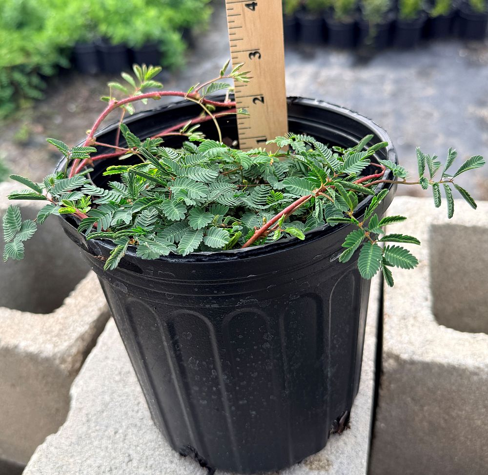 mimosa-strigillosa-sunshine-mimosa