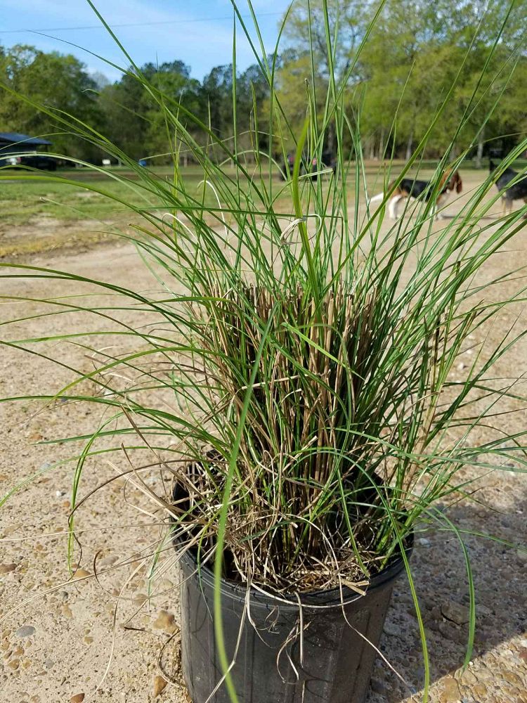 miscanthus-eulalia-grass-chinese-silvergrass-maiden-grass