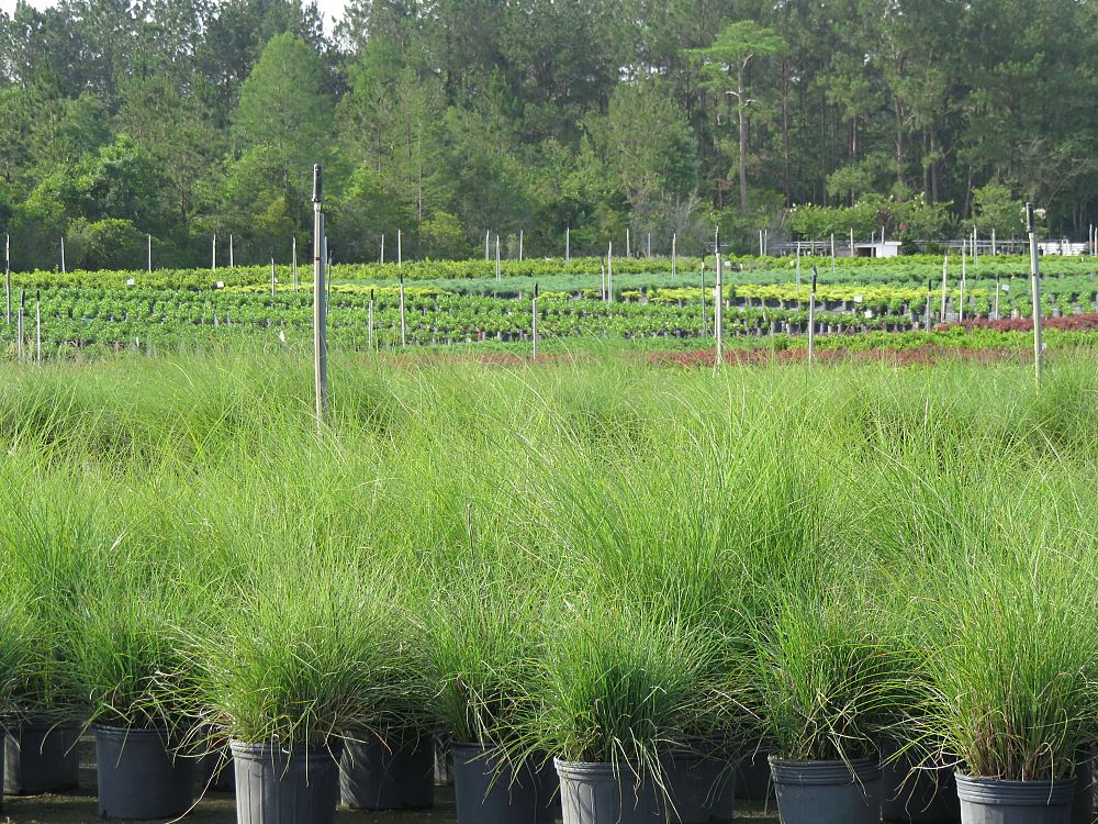miscanthus-eulalia-grass-chinese-silvergrass-maiden-grass