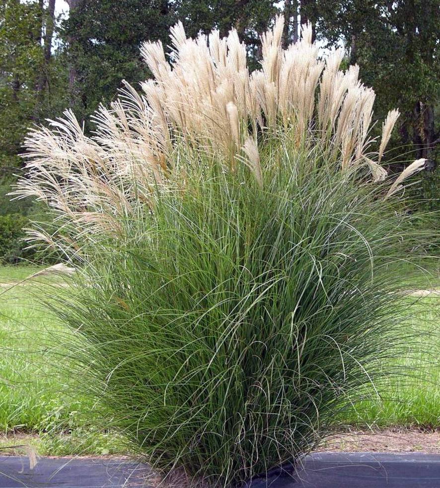 miscanthus-eulalia-grass-chinese-silvergrass-maiden-grass
