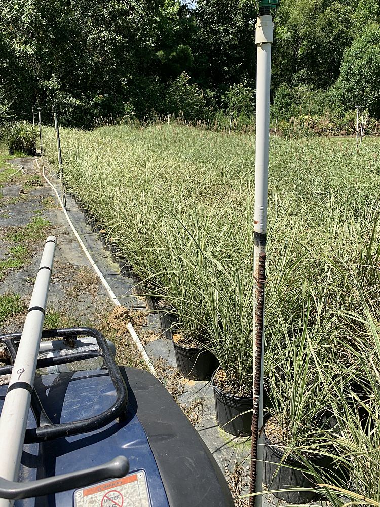 miscanthus-floridulus-variegata-amur-silver-grass-giant-eulalia-grass-japanese-silver-grass-giant-chinese-silver-grass