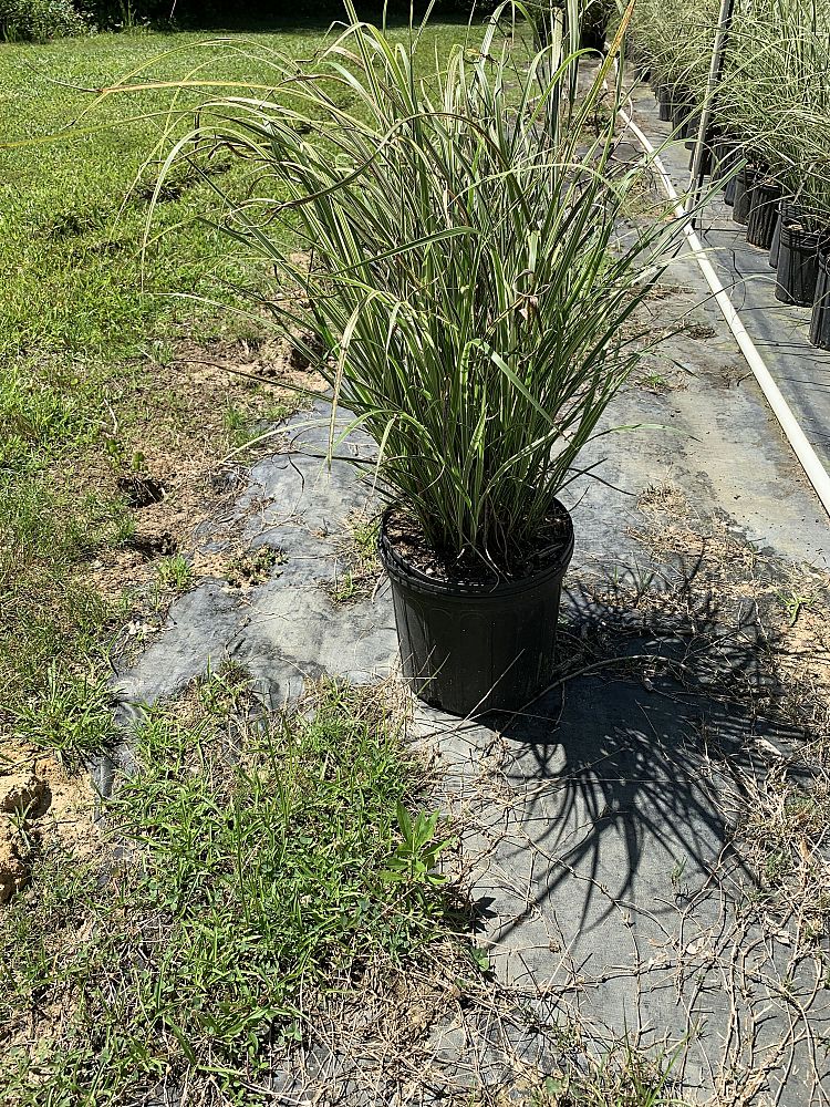 miscanthus-floridulus-variegata-amur-silver-grass-giant-eulalia-grass-japanese-silver-grass-giant-chinese-silver-grass