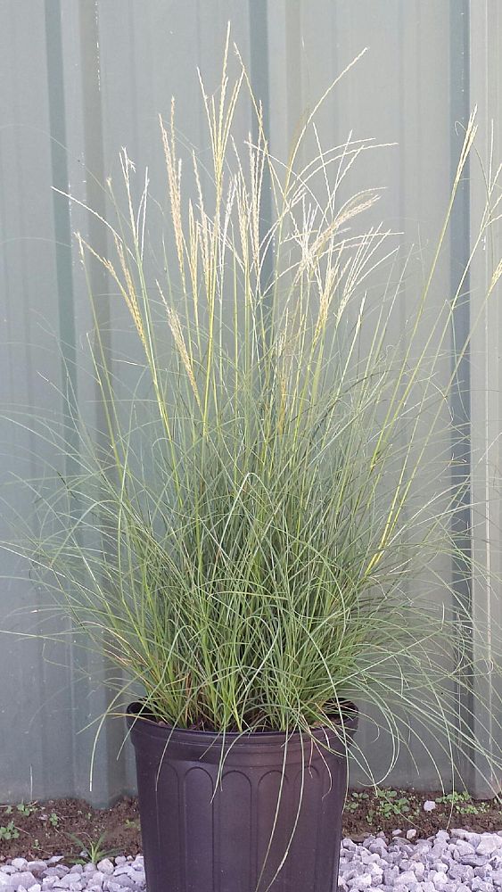 miscanthus-sinensis-adagio-adagio-grass-eulalia-grass-chinese-silvergrass-dwarf-maiden-grass