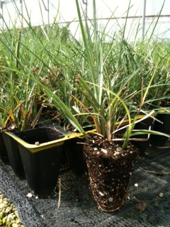 miscanthus-sinensis-adagio-adagio-grass-eulalia-grass-chinese-silvergrass-dwarf-maiden-grass