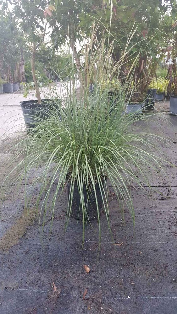 miscanthus-sinensis-adagio-adagio-grass-eulalia-grass-chinese-silvergrass-dwarf-maiden-grass