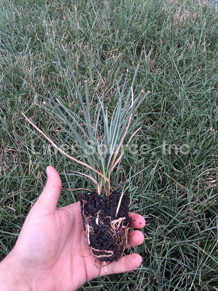 miscanthus-sinensis-adagio-adagio-grass-eulalia-grass-chinese-silvergrass-dwarf-maiden-grass