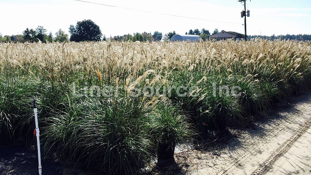 miscanthus-sinensis-adagio-adagio-grass-eulalia-grass-chinese-silvergrass-dwarf-maiden-grass