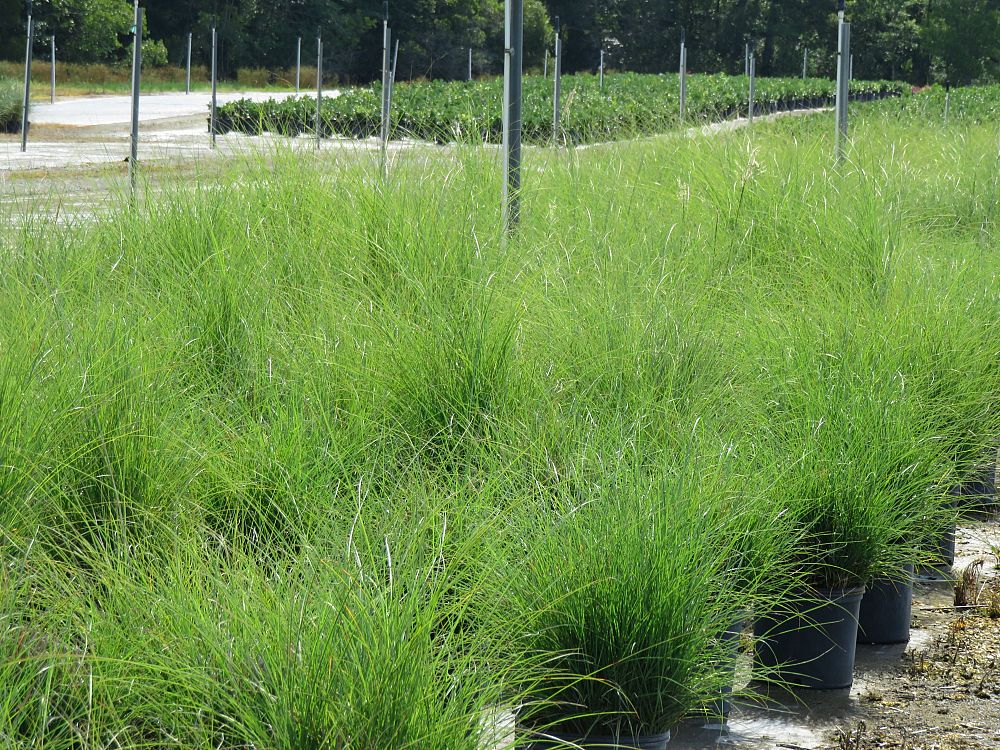miscanthus-sinensis-adagio-adagio-grass-eulalia-grass-chinese-silvergrass-dwarf-maiden-grass