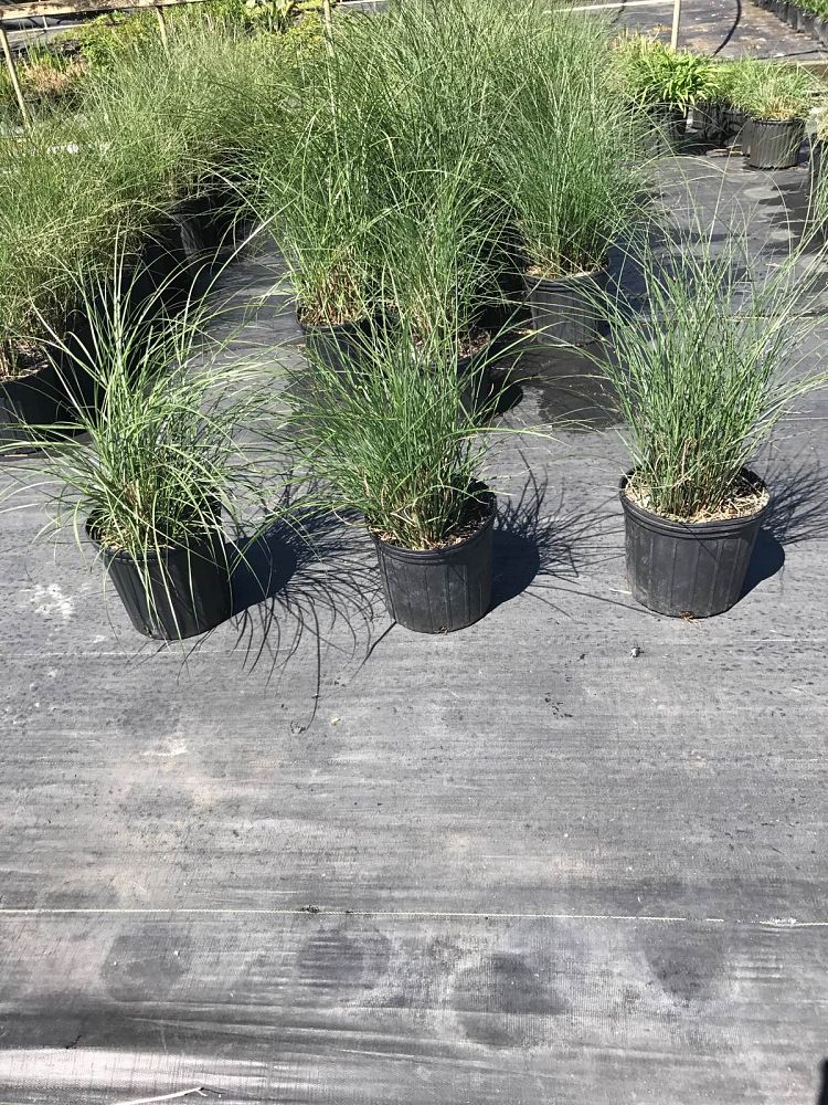 miscanthus-sinensis-adagio-adagio-grass-eulalia-grass-chinese-silvergrass-dwarf-maiden-grass