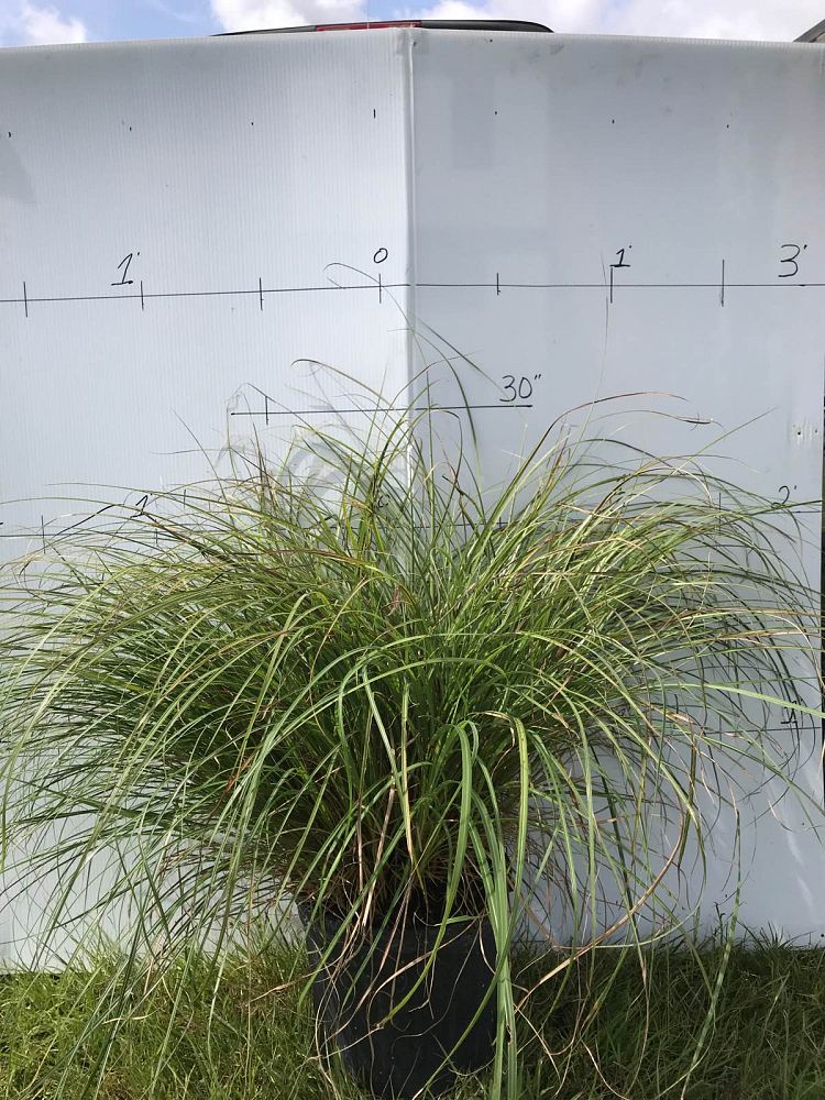 miscanthus-sinensis-adagio-adagio-grass-eulalia-grass-chinese-silvergrass-dwarf-maiden-grass