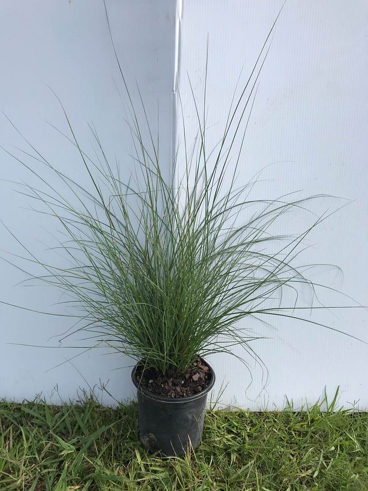 miscanthus-sinensis-adagio-adagio-grass-eulalia-grass-chinese-silvergrass-dwarf-maiden-grass