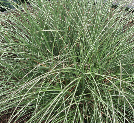 miscanthus-sinensis-adagio-adagio-grass-eulalia-grass-chinese-silvergrass-dwarf-maiden-grass