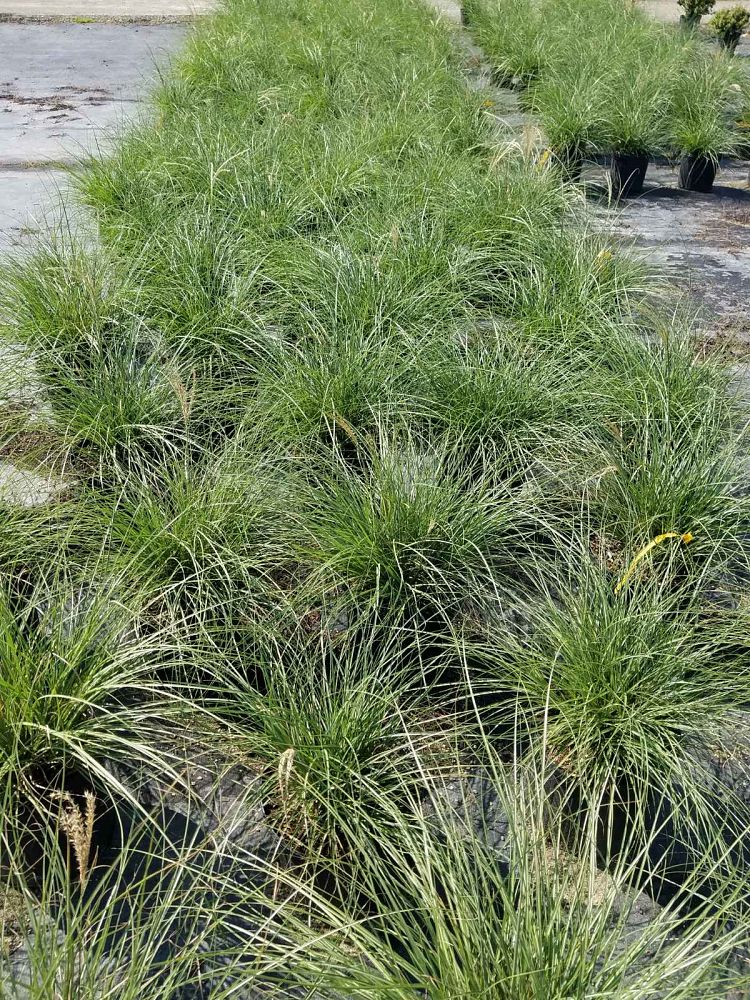 miscanthus-sinensis-adagio-adagio-grass-eulalia-grass-chinese-silvergrass-dwarf-maiden-grass