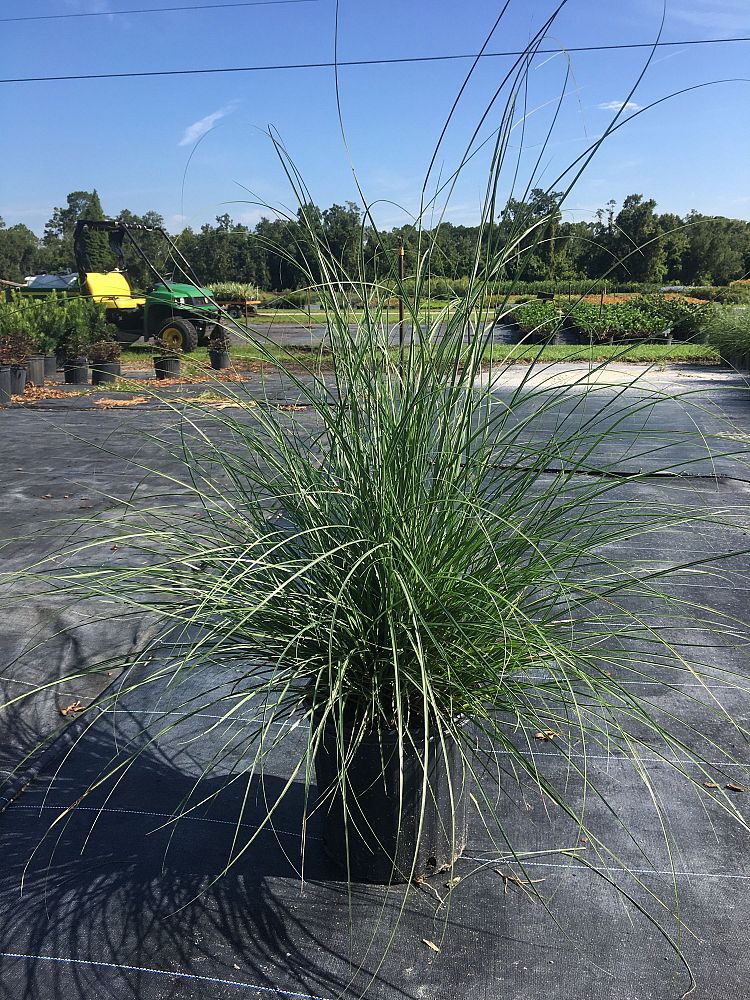 miscanthus-sinensis-adagio-adagio-grass-eulalia-grass-chinese-silvergrass-dwarf-maiden-grass