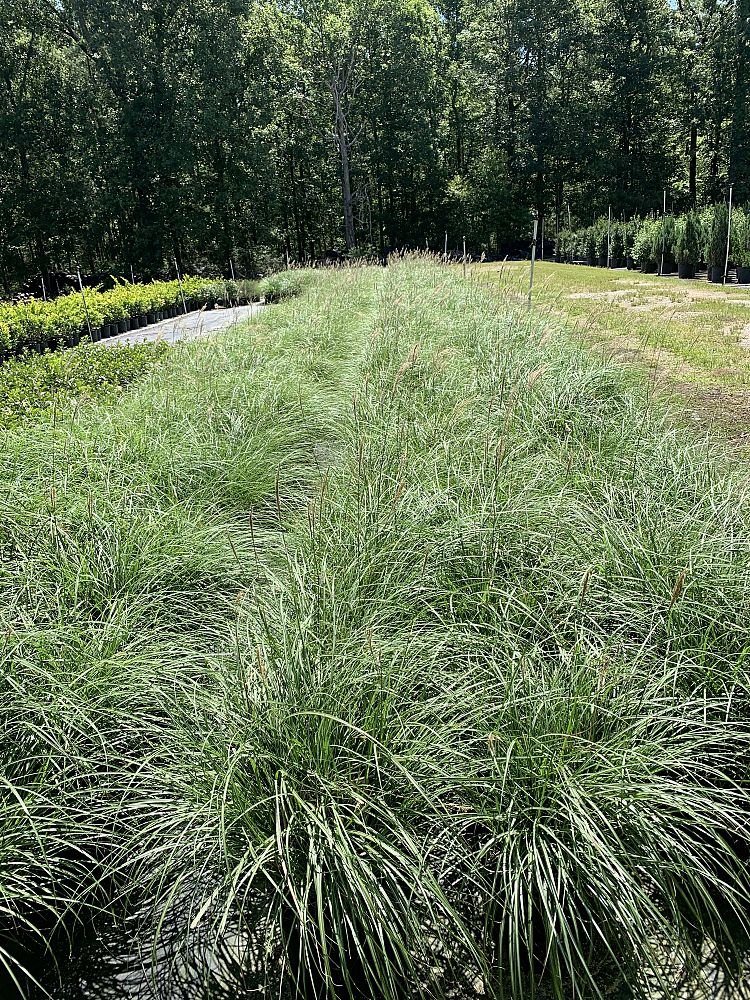 miscanthus-sinensis-adagio-adagio-grass-eulalia-grass-chinese-silvergrass-dwarf-maiden-grass