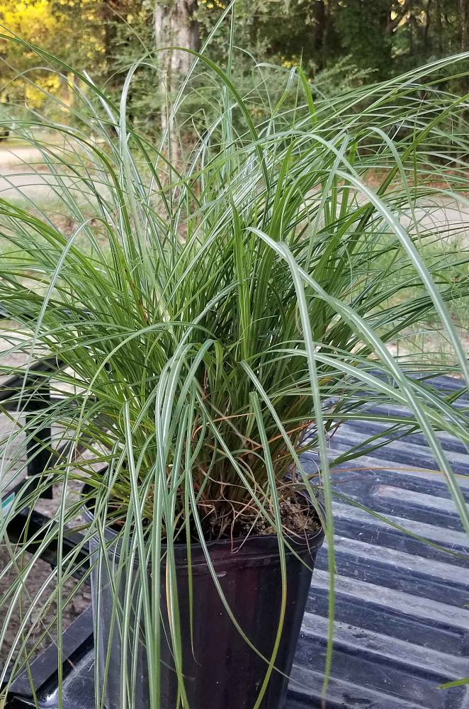 miscanthus-sinensis-adagio-adagio-grass-eulalia-grass-chinese-silvergrass-dwarf-maiden-grass