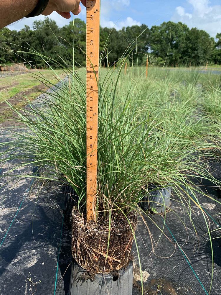 miscanthus-sinensis-adagio-adagio-grass-eulalia-grass-chinese-silvergrass-dwarf-maiden-grass