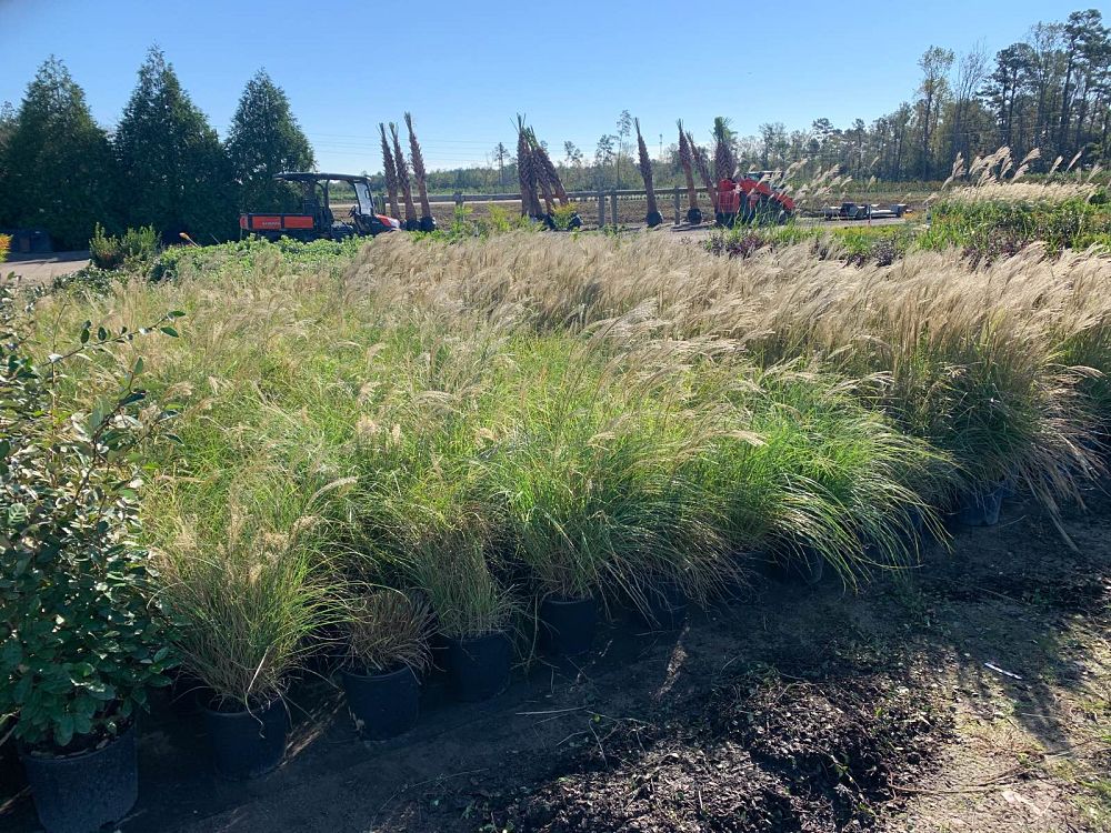 miscanthus-sinensis-adagio-adagio-grass-eulalia-grass-chinese-silvergrass-dwarf-maiden-grass