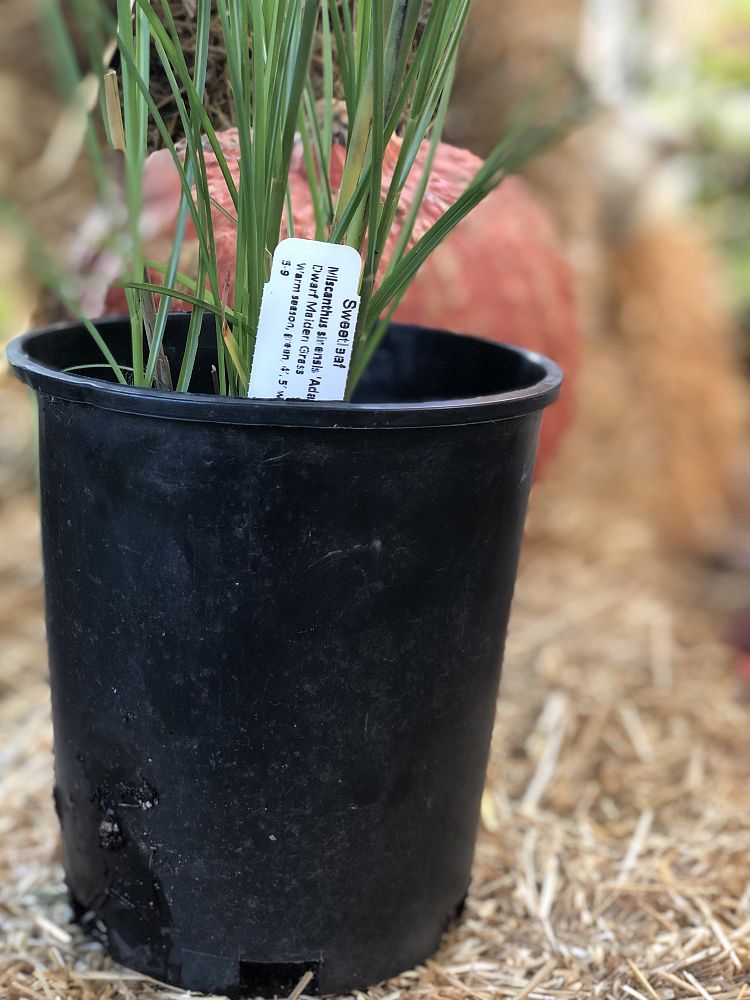 miscanthus-sinensis-adagio-adagio-grass-eulalia-grass-chinese-silvergrass-dwarf-maiden-grass