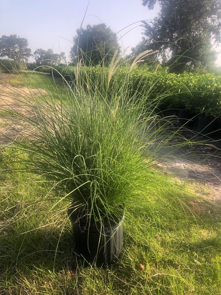 miscanthus-sinensis-adagio-adagio-grass-eulalia-grass-chinese-silvergrass-dwarf-maiden-grass