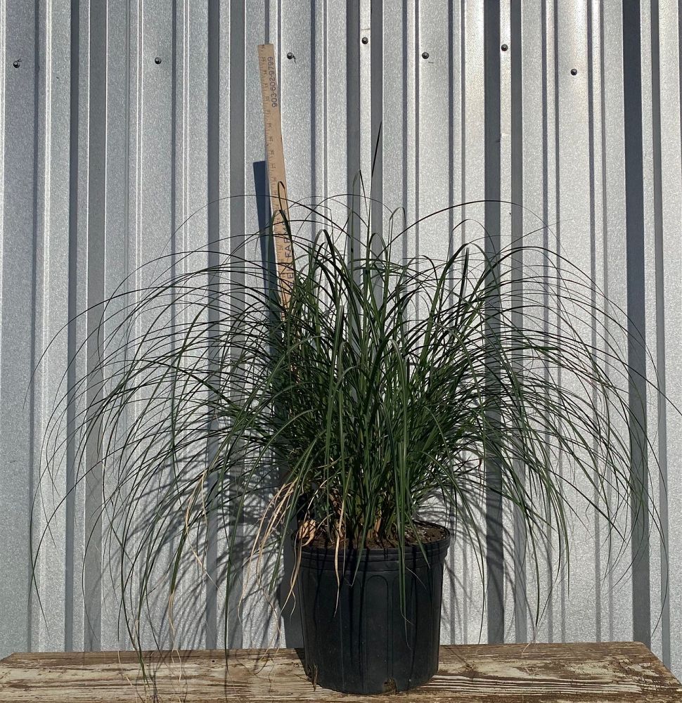 miscanthus-sinensis-adagio-adagio-grass-eulalia-grass-chinese-silvergrass-dwarf-maiden-grass