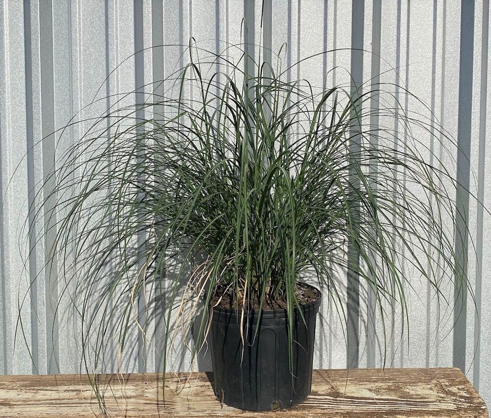 miscanthus-sinensis-adagio-adagio-grass-eulalia-grass-chinese-silvergrass-dwarf-maiden-grass