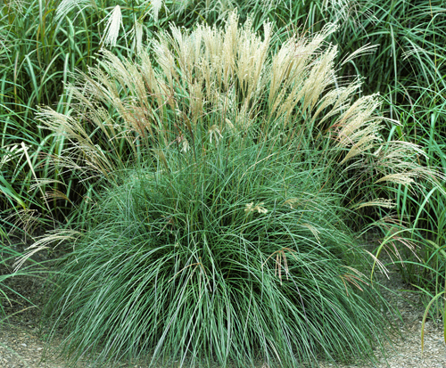 miscanthus-sinensis-adagio-adagio-grass-eulalia-grass-chinese-silvergrass-dwarf-maiden-grass