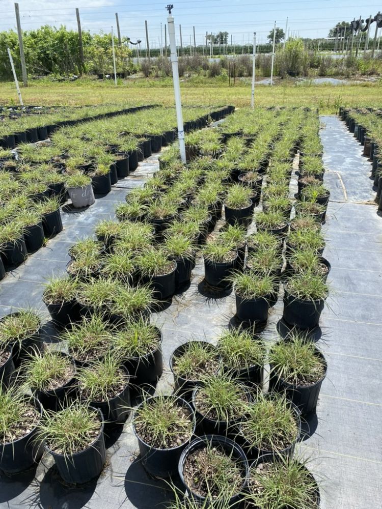 miscanthus-sinensis-adagio-adagio-grass-eulalia-grass-chinese-silvergrass-dwarf-maiden-grass