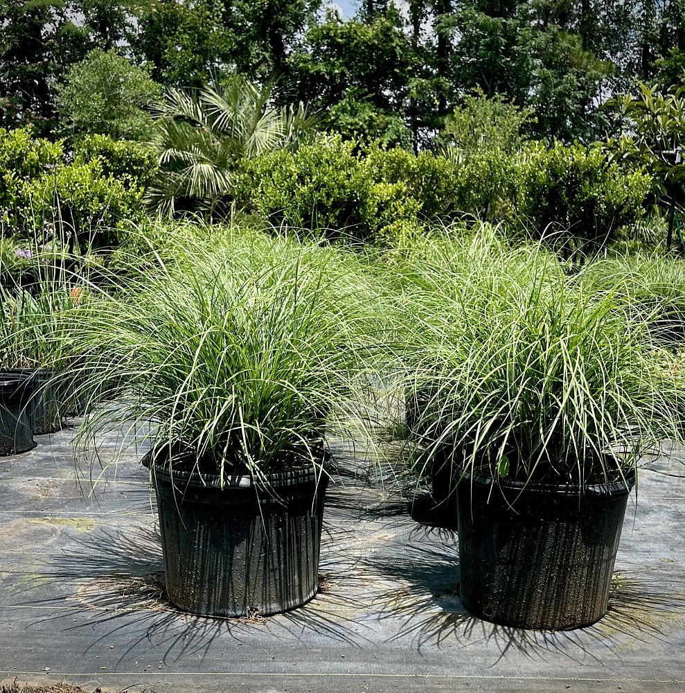 miscanthus-sinensis-adagio-adagio-grass-eulalia-grass-chinese-silvergrass-dwarf-maiden-grass