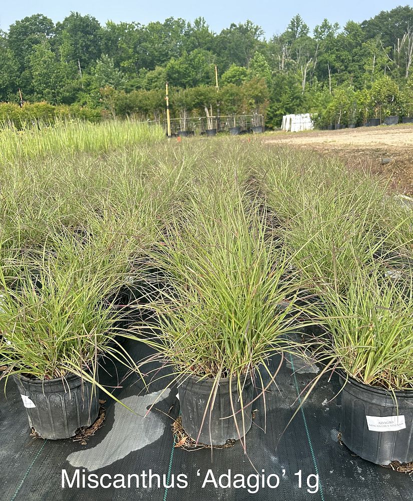 miscanthus-sinensis-adagio-adagio-grass-eulalia-grass-chinese-silvergrass-dwarf-maiden-grass