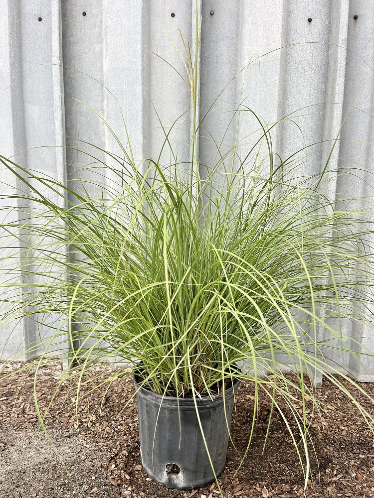 miscanthus-sinensis-adagio-adagio-grass-eulalia-grass-chinese-silvergrass-dwarf-maiden-grass
